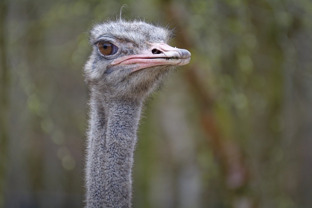 ostrich